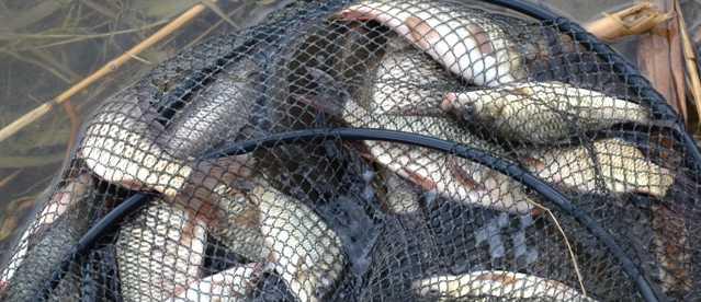 Fish - plasa-peste.jpg